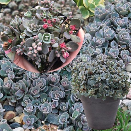 Sedum 'Sunsparkler Blue Elf' - Kukehari 'Sunsparkler Blue Elf' C1/1L
